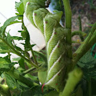 Carolina sphinx moth