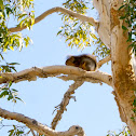Fox Squirrel