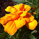 Marigold