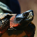 Wood Turtle