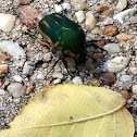 Green June Beetle