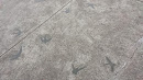 Sidewalk Birds