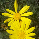 Marguerite, Daisy