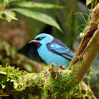 Saí-azul (Blue Dacnis)