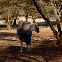 Eland
