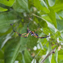 Palm spider