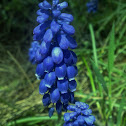 Grape Hyacinth