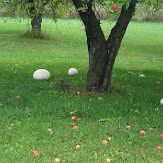 Sauteed Giant Puffball or King Oyster Mushrooms