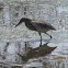 Indian Pond Heron