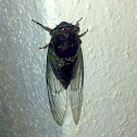 Cicada