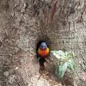 Rainbow lorikeet 