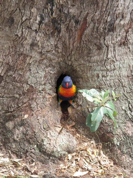 Spotting Image 1