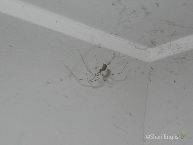 Daddy-Long-Legs Spider