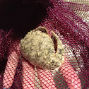 BOX CRAB