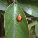 Beetle