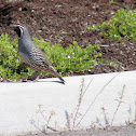 California Quail