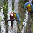 Macaws