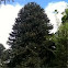 Araucaria. Monkey puzzle
