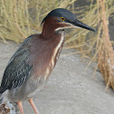 Green Heron