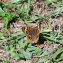 Common Buckeye Butterfly