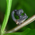 Treehopper