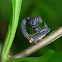 Treehopper