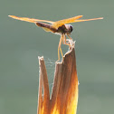 Eastern Amberwing