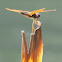 Eastern Amberwing