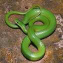 Smooth Green Snake