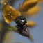 Harlequin Bug