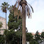 Palmera atacada por picudo rojo.