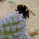 Large Earth Bumblebee