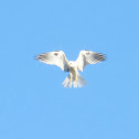 White-tailed Kite