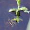 Northern Damselfly or Spearhead Bluet