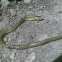 Dhaman or Oriental Ratsnake