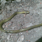 Dhaman or Oriental Ratsnake