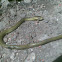 Dhaman or Oriental Ratsnake