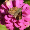Sachem skipper