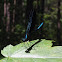 Ebony Jewelwing