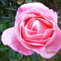 Queen Elizabeth