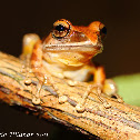 Brook frog
