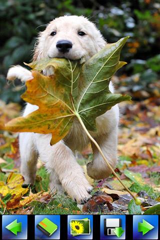 lively-dog-wallpaper for android screenshot