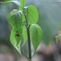 uncertain bug