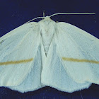 Tetracis cachexiata