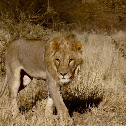 lion