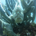Giant Frogfish