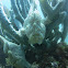 Giant Frogfish