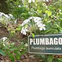 plumbago