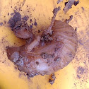 Cicada nymph