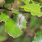 Saltmarsh caterpillar